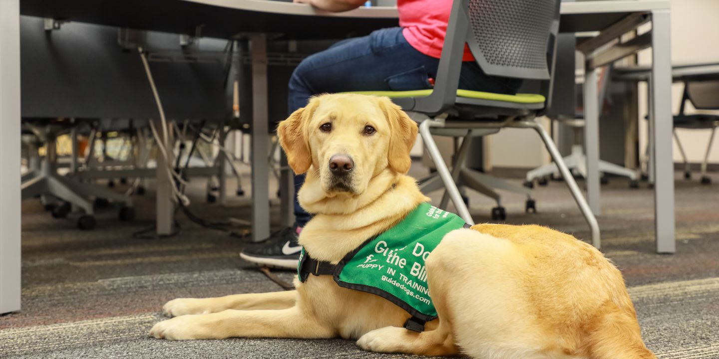 Service Dogs